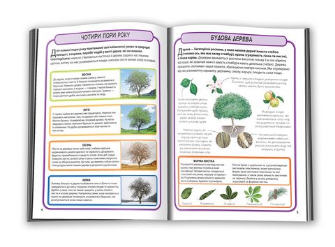 Дерева. Міні-енциклопедія. 50 найвідоміших видів - фото 4
