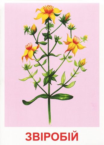 1091 Розповімо дітям.Про лікарські рослини (У) 1015107139У - фото 3