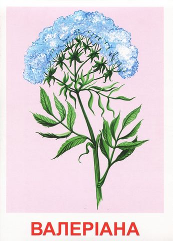 1091 Розповімо дітям.Про лікарські рослини (У) 1015107139У - фото 4