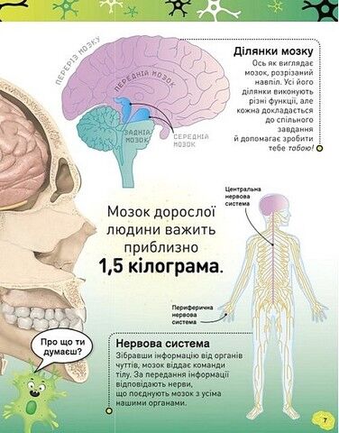 Карколомний мозок. Імпульсивні нейрони, мінливі синапси, хвостаті аксони - фото 7