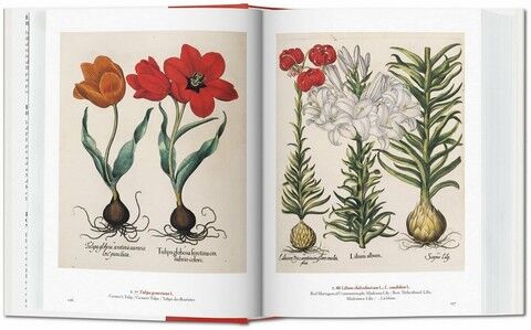 A Garden Eden. Masterpieces of Botanical Illustration. 40th Edition - фото 3