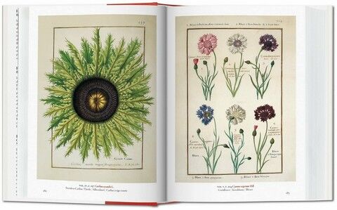 A Garden Eden. Masterpieces of Botanical Illustration. 40th Edition - фото 4