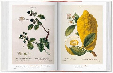 A Garden Eden. Masterpieces of Botanical Illustration. 40th Edition - фото 5