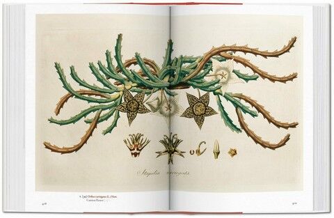 A Garden Eden. Masterpieces of Botanical Illustration. 40th Edition - фото 6