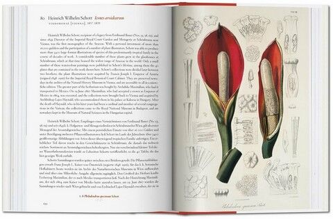 A Garden Eden. Masterpieces of Botanical Illustration. 40th Edition - фото 7