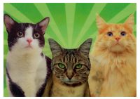 THINK NO EVIL (ANIMALS / CATS)