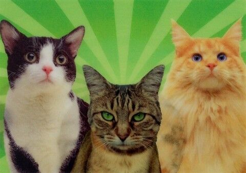 THINK NO EVIL (ANIMALS / CATS) - фото 1
