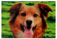 DOGFACE BECOMES A CATFACE ( ANIMALS )