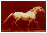 MUYBRIDGE, RUNNING HORSE ( ART / ANIMALS ) - Открытки Календари Плакаты