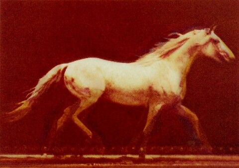 MUYBRIDGE, RUNNING HORSE ( ART / ANIMALS ) - фото 1