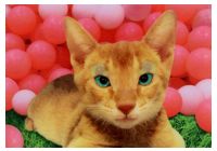 CAT ( ANIMALS )