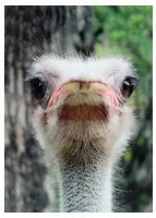 OSTRICH ( ANIMALS )