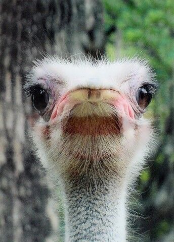 OSTRICH ( ANIMALS ) - фото 1