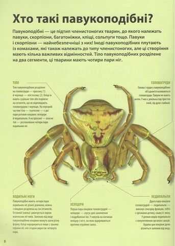 Велика книга комах - фото 4