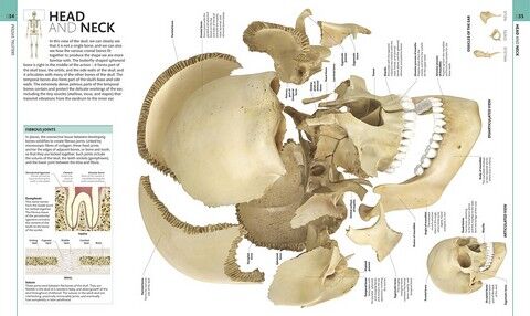 Human Anatomy - фото 3