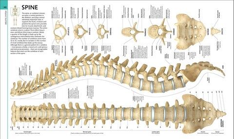 Human Anatomy - фото 6