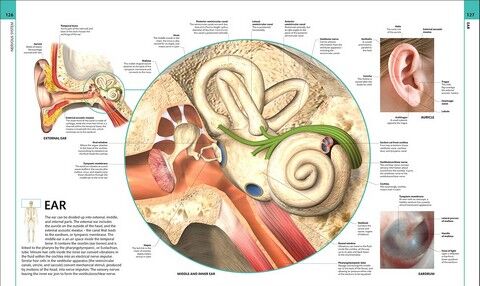 Human Anatomy - фото 7
