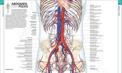 Human Anatomy - фото 8