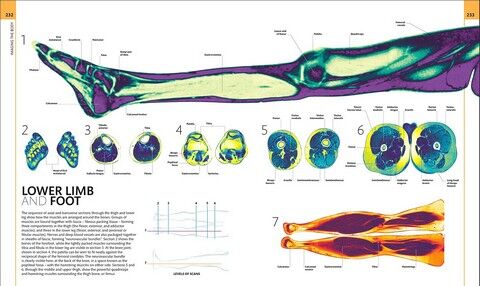 Human Anatomy - фото 9