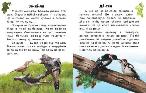 Читаю про Україну. Тварини лісів - фото 3