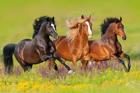 Horses - Run (Постер) - фото 1