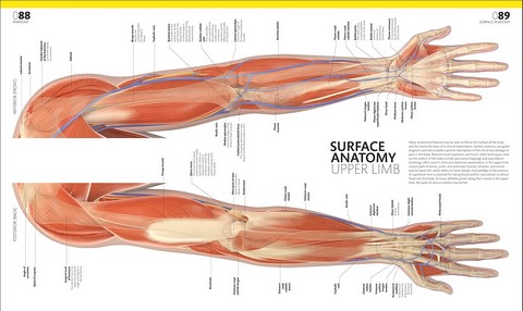 The Complete Human Body - фото 4