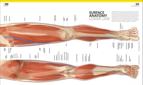 The Complete Human Body - фото 5