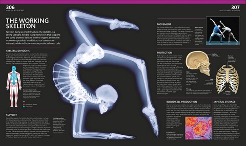 The Complete Human Body - фото 7