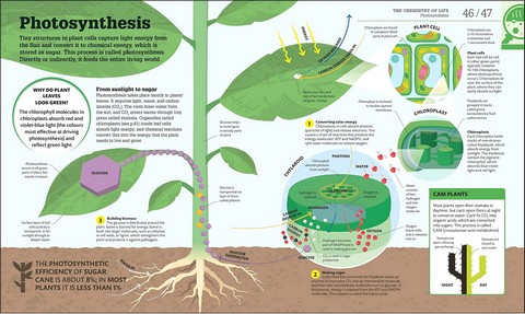 How Biology Works. The Facts Visually Explained - фото 3