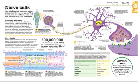 How Biology Works. The Facts Visually Explained - фото 5