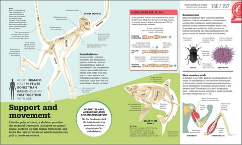 How Biology Works. The Facts Visually Explained - фото 10