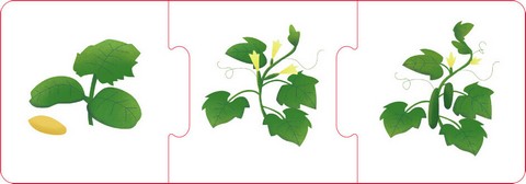 Логічні ланцюжки. Тварини і рослини. Етапи розвитку - фото 3