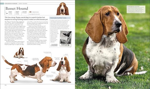 The Dog Encyclopedia. The Definitive Visual Guide - фото 6