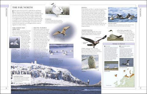 RSPB Complete Birds of Britain and Europe - фото 3