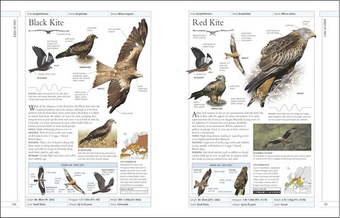 RSPB Complete Birds of Britain and Europe - фото 4