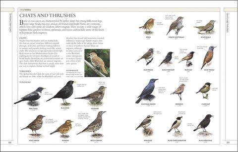 RSPB Complete Birds of Britain and Europe - фото 8