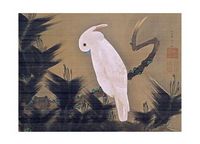 White Cockatoo on a Pine Branch