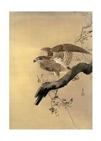 Hawk