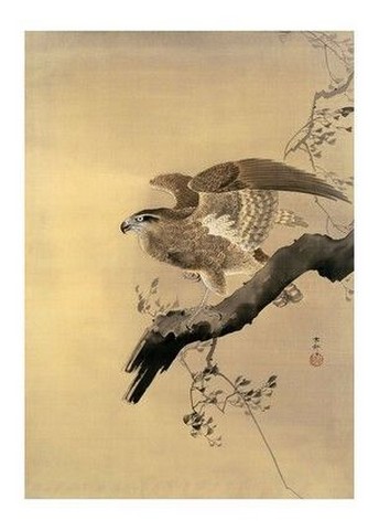 Hawk - фото 1