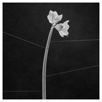 Trentemoller – Dreamweaver (LP, Album, Crystal Clear Vinyl)