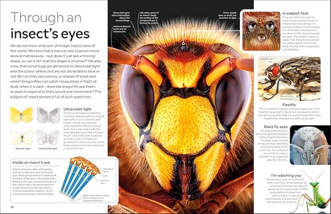 Eyewitness. Insect - фото 2