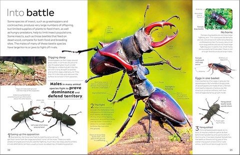 Eyewitness. Insect - фото 3