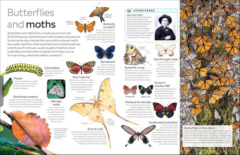 Eyewitness. Insect - фото 4