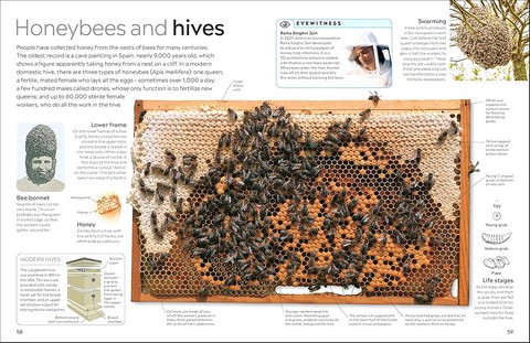 Eyewitness. Insect - фото 6