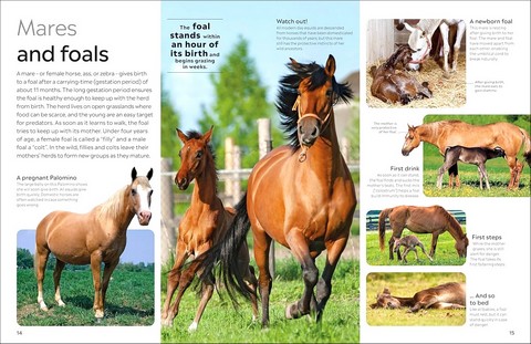 Eyewitness. Horse - фото 2