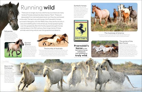 Eyewitness. Horse - фото 4