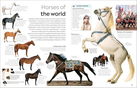 Eyewitness. Horse - фото 5