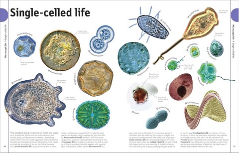 The Animal Book - фото 2