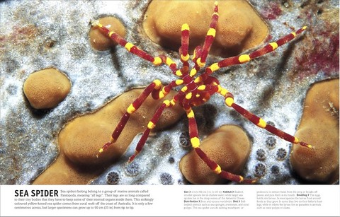 The Animal Book - фото 3