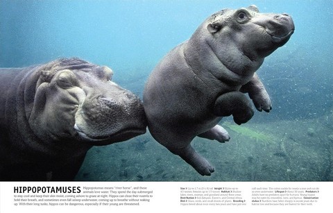 The Animal Book - фото 8